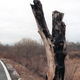 The stump of the poplar tree that nearly caused a war, seen in 1984. It was replaced with a plaque in 1987.